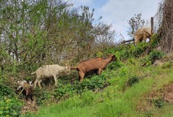 Chèvres échappées de leur enclos - accotement Route du Tonkin
